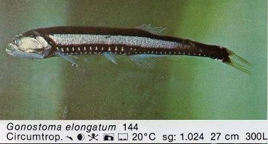 Gonostoma elongatum